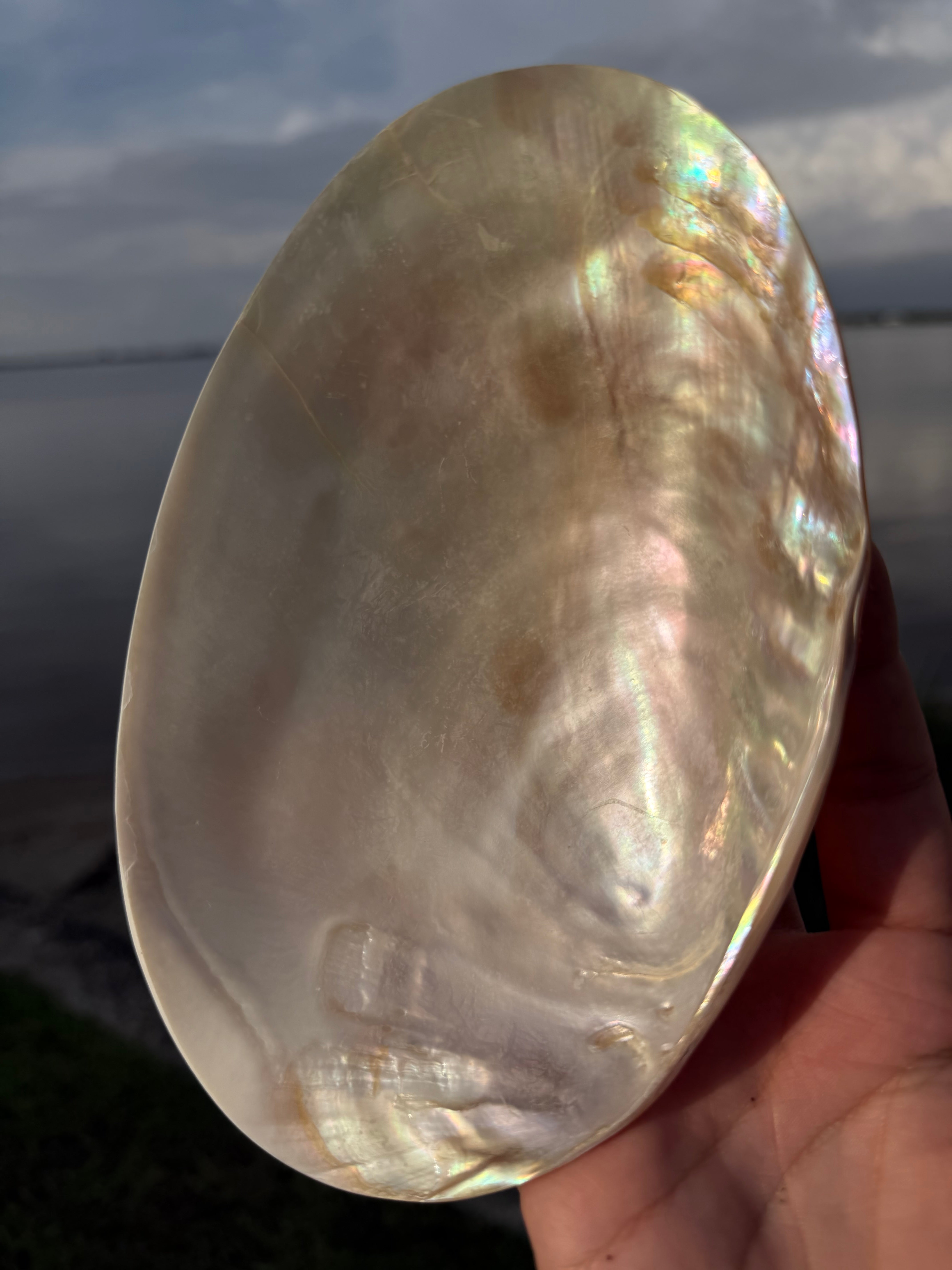 Mermaid Trinket Shell Bowl